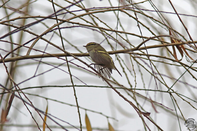 Pallas's Leaf Warbler