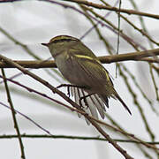 Pallas's Leaf Warbler