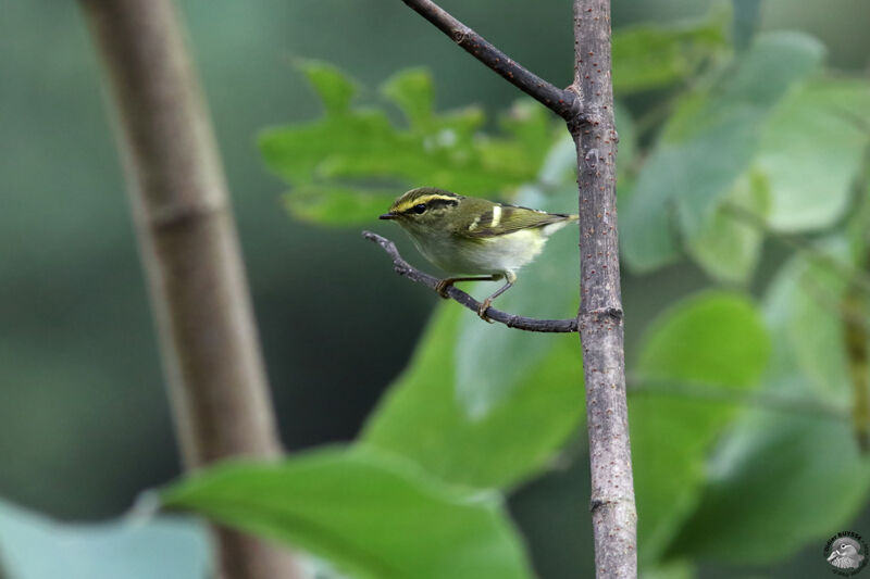 Pouillot de Pallasadulte, identification