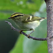 Pallas's Leaf Warbler