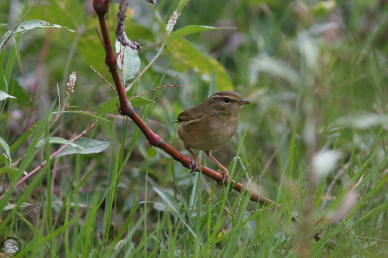 Radde's Warbleradult, identification