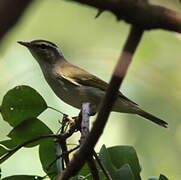 Eastern Crowned Warbler