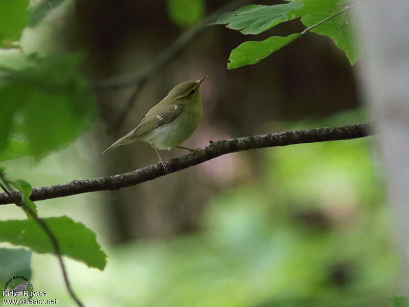 Pouillot du Caucaseadulte, identification