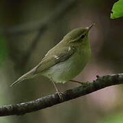 Green Warbler