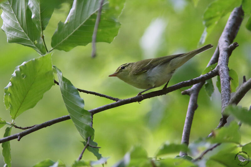 Green Warbleradult, identification