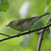 Green Warbler