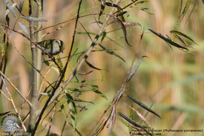 Chinese Leaf Warbler, identification