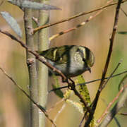 Chinese Leaf Warbler