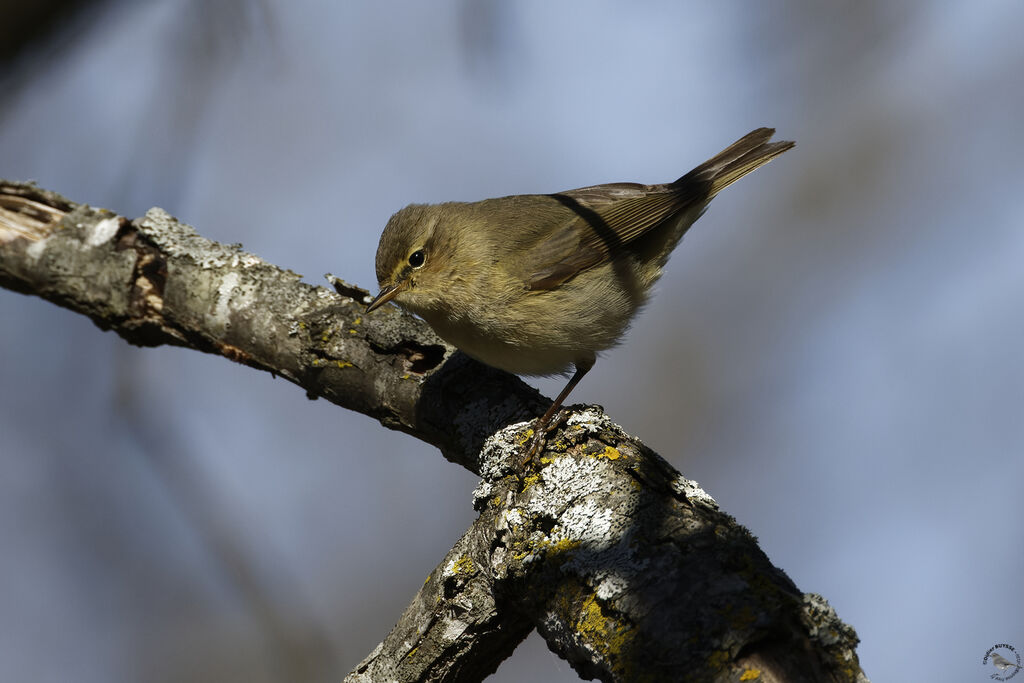 Common Chiffchaffadult