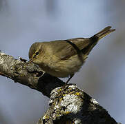 Common Chiffchaff