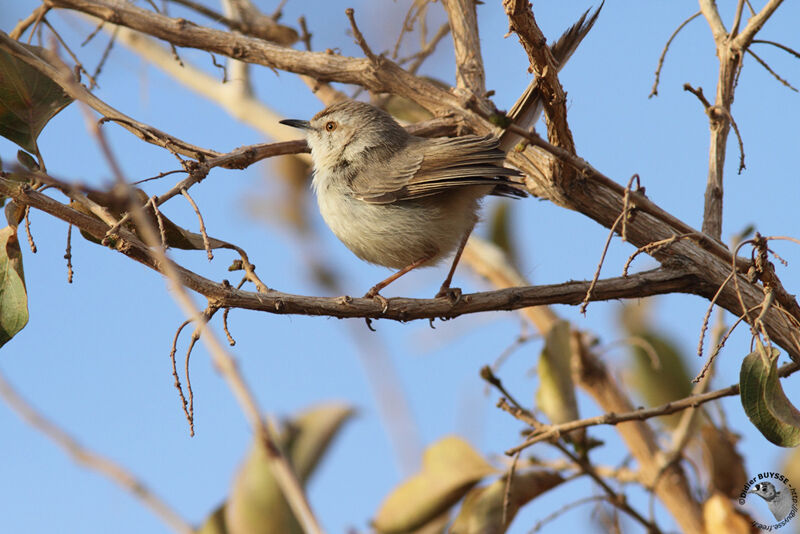 Prinia à plastronadulte internuptial, identification