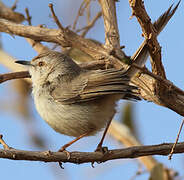 Prinia à plastron