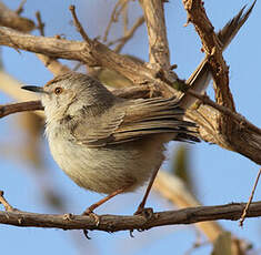 Prinia à plastron