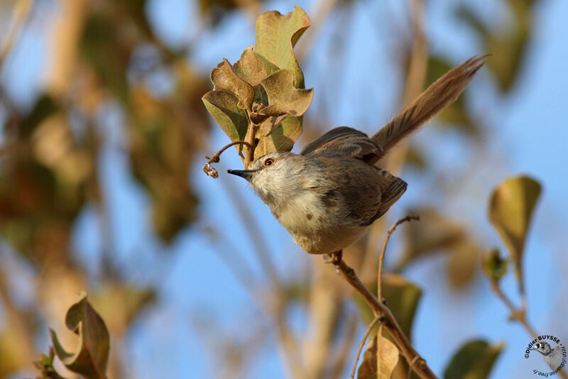 Black-chested Priniaadult post breeding, identification