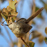 Prinia à plastron