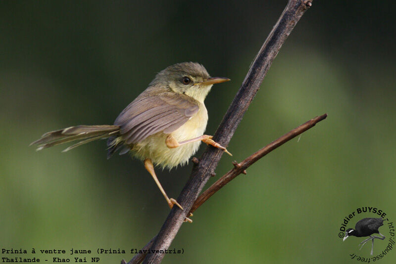 Prinia à ventre jaune