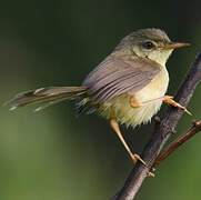 Prinia à ventre jaune