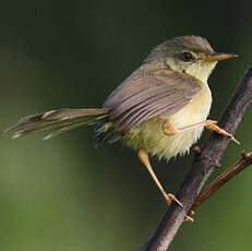 Prinia à ventre jaune