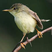 Yellow-bellied Prinia