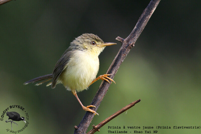 Yellow-bellied Prinia