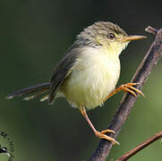 Prinia à ventre jaune