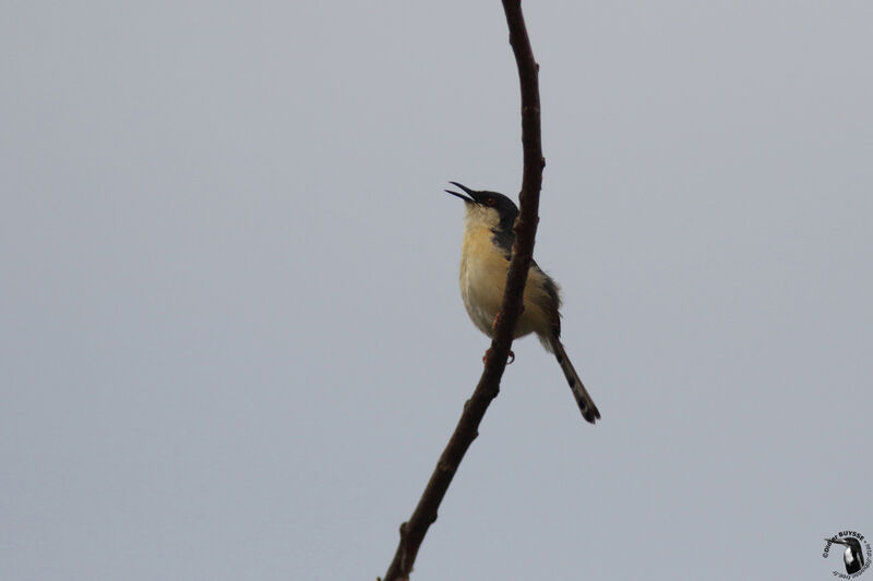 Prinia cendréeadulte, identification, chant