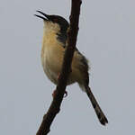 Prinia cendrée