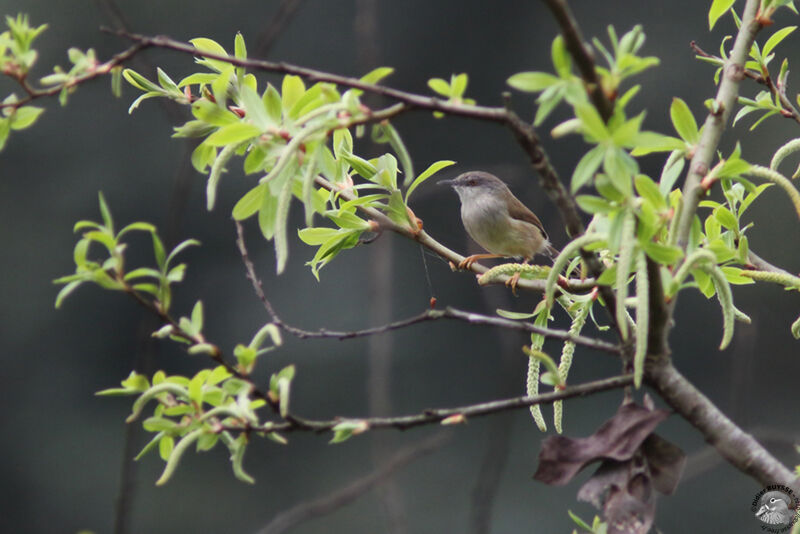 Prinia de Hodgson, identification