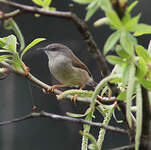 Prinia de Hodgson