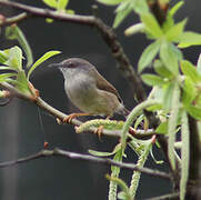 Grey-breasted Prinia