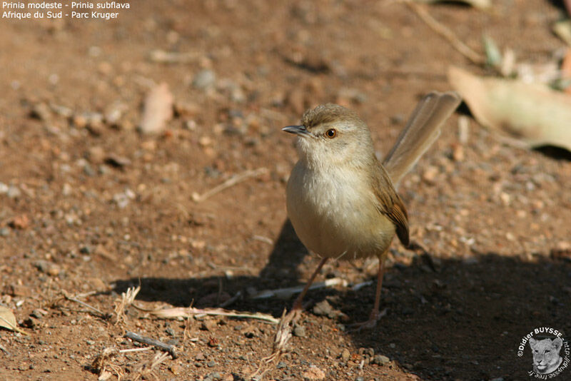 Prinia modeste, identification