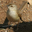 Prinia modeste