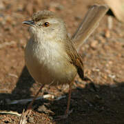 Tawny-flanked Prinia