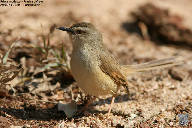 Prinia modeste, identification