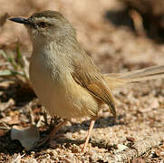 Tawny-flanked Prinia