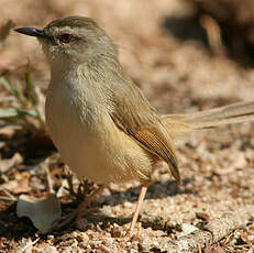 Prinia modeste