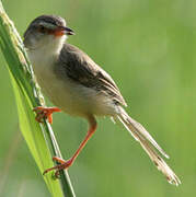 Plain Prinia