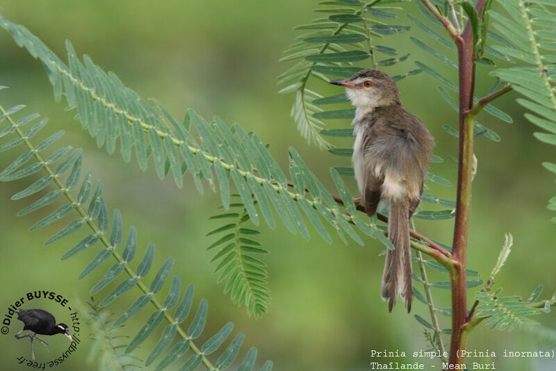 Prinia simpleadulte nuptial