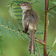 Prinia simple