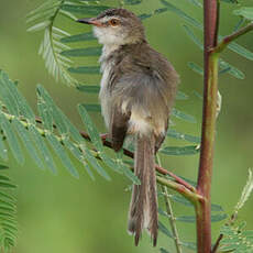 Prinia simple