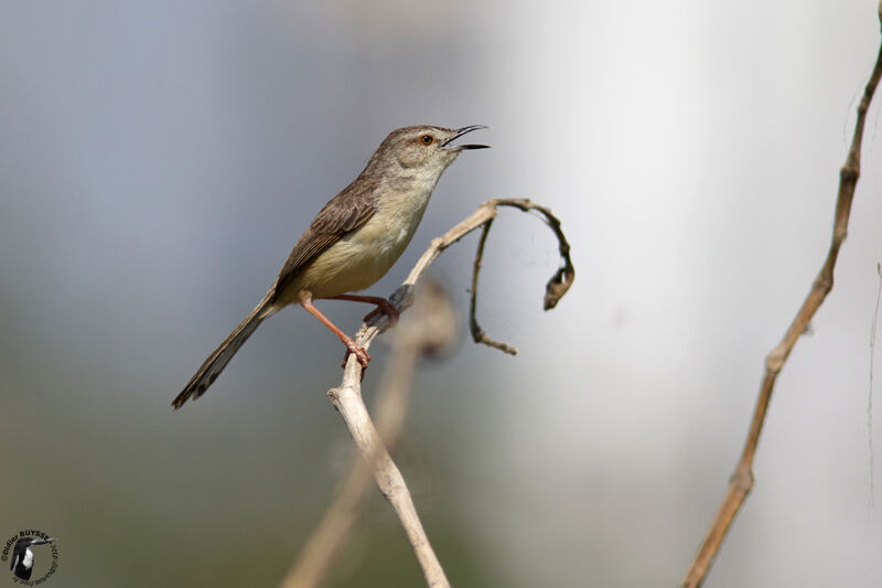 Prinia simpleadulte, identification, chant