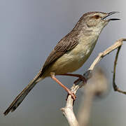 Plain Prinia