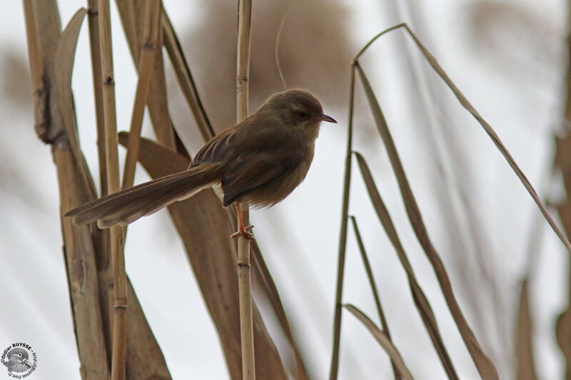 Prinia simpleadulte, identification