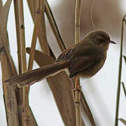 Plain Prinia