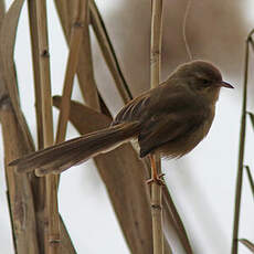 Prinia simple