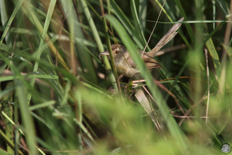 Prinia simpleadulte, identification