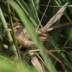 Prinia simple