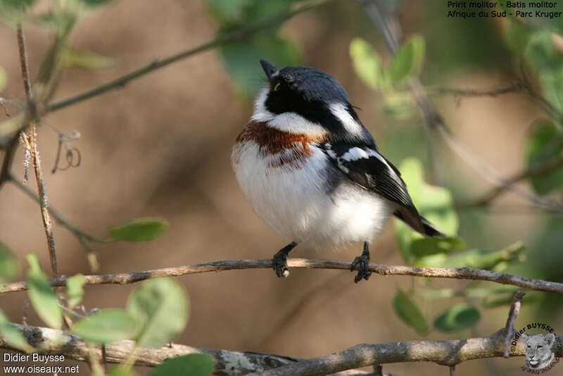 Chinspot Batis female adult, identification