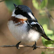 Chinspot Batis