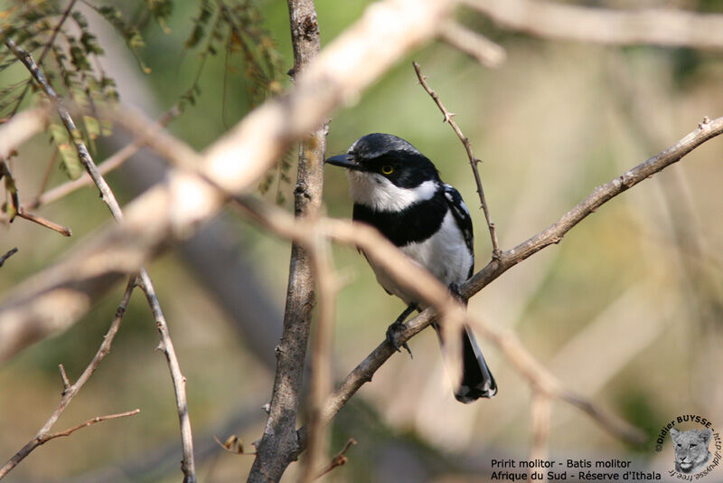 Chinspot Batis male adult, identification